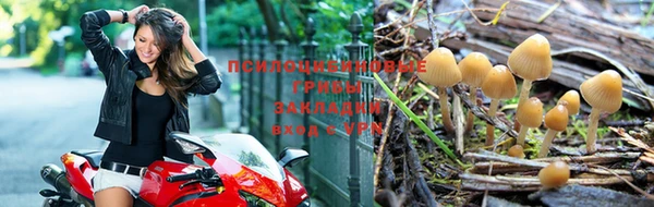 apvp Алзамай